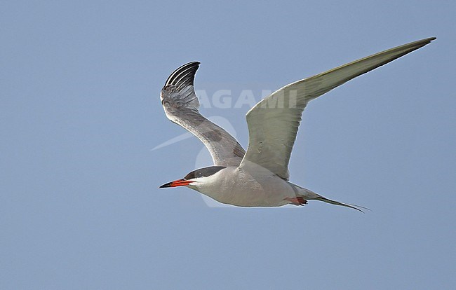 Summer plumage White-cheecked Tern (Sterna repressa) along the coast near Jeddah, Saudi Arabia. stock-image by Agami/Eduard Sangster,