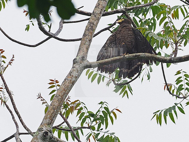 Andaman serpent eagle (Spilornis elgini) on the Andaman islands off India. stock-image by Agami/James Eaton,