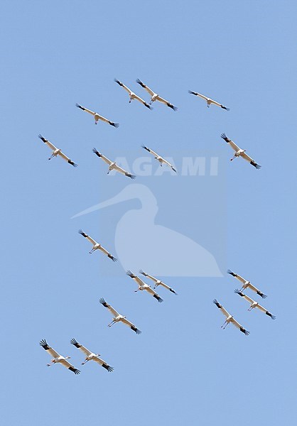 Ernstig bedreigde Siberische Witte Kraanvogels in Chinese overwinteringsgebied; CRITICALLY ENDANGERED Siberian Cranes (Leucogeranus leucogeranus) in Chinese wintering area stock-image by Agami/James Eaton,