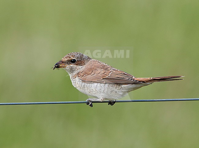 Grauwe Klauwier, Red-backed Shrike, Lanius collurio stock-image by Agami/Tomi Muukkonen,