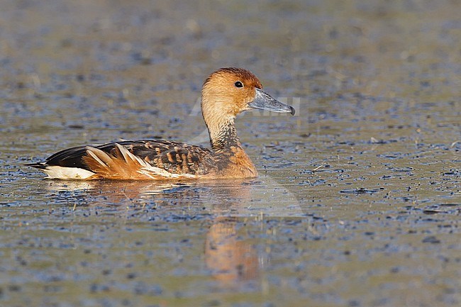 Adult
Galveston Co., TX
April 2012 stock-image by Agami/Brian E Small,