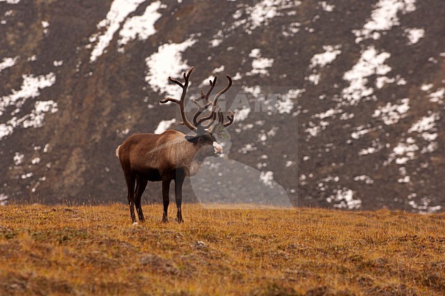 Rendier; Reindeer stock-image by Agami/Sergey Gorshkov,