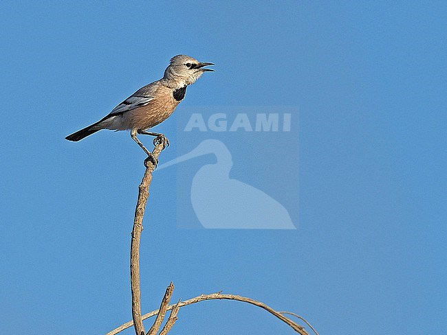 Singing male Pander's Ground Jay (Podoces panderi) in Central Asia. Also known as Turkestan Ground Jay. stock-image by Agami/James Eaton,