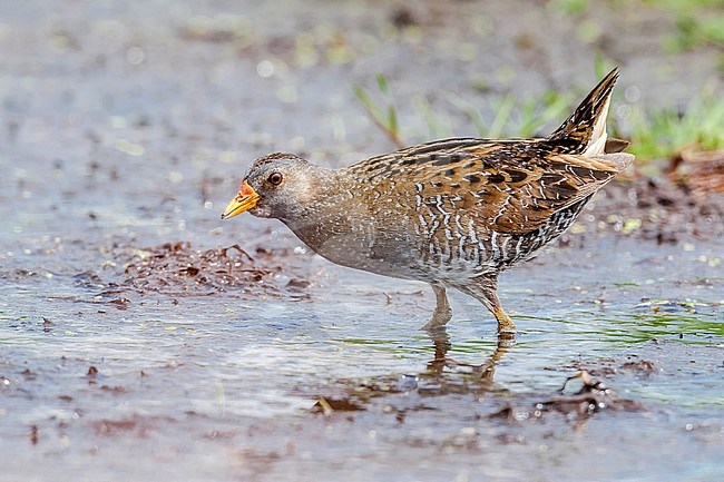 Spotted Crake on a swamp, in the Netherlands. stock-image by Agami/Vincent Legrand,