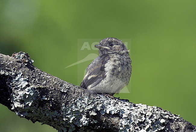 Bonte Vliegenvanger jong; Pied Flycatcher juvenile stock-image by Agami/Dick Forsman,