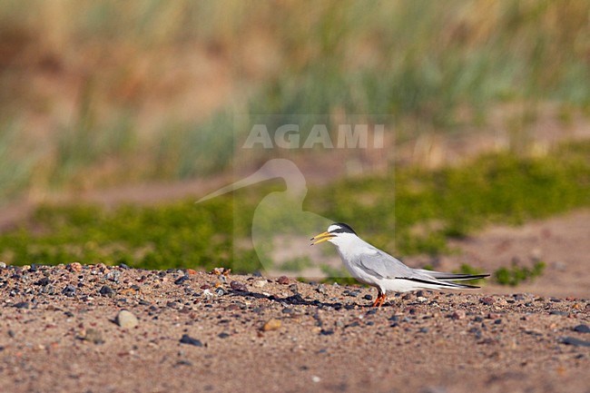 Dwergstern volwassen roepend; Little Tern adult calling stock-image by Agami/Jari Peltomäki,