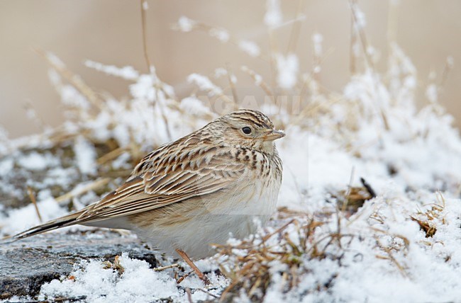 Veldleeuwerik in de sneeuw; Eurasian Skylark in the snow stock-image by Agami/Markus Varesvuo,