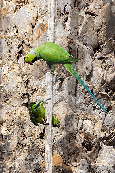 Two Rose-ringed Parakeets (Psittacula krameri) climbing on a log in a palm Tree. stock-image by Agami/David Monticelli,