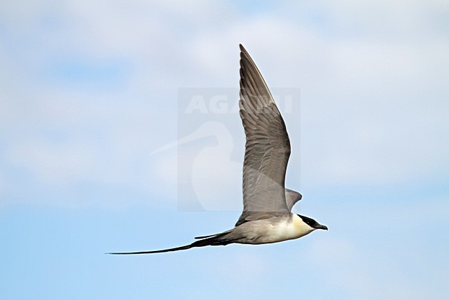 Adulte Kleinste Jager in vlucht, Adult Long-tailed Skua in flight stock-image by Agami/Pete Morris,