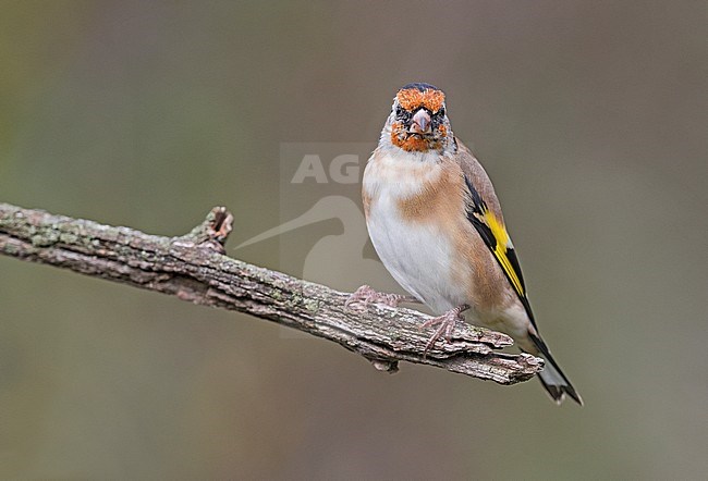 European Goldfinch, Putter stock-image by Agami/Alain Ghignone,