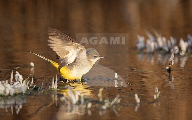 Grey Wagtail (Motacilla cinerea cinerea) a 2cy bird showing underwing in winter setting at Roskilde, Denmark stock-image by Agami/Helge Sorensen,