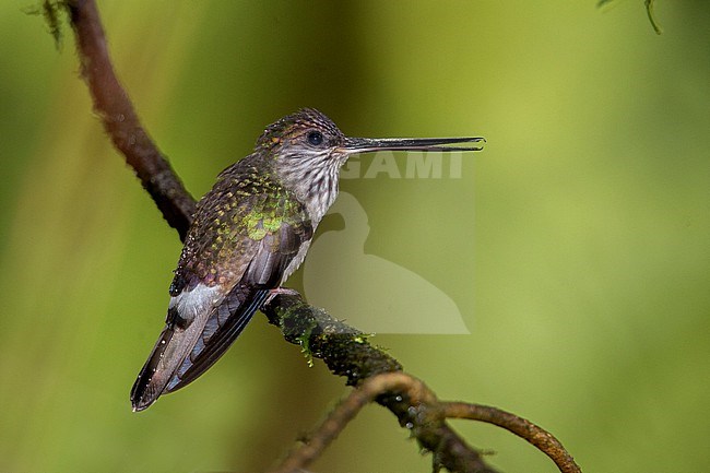 Tooth-billed Hummingbird (Androdon aequatorialis) at Farallones National Park, Colombia. stock-image by Agami/Tom Friedel,