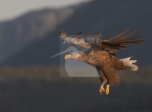 White-tailed Eagle adult flying; Zeearend volwassen vliegend stock-image by Agami/Jari Peltomäki,