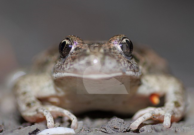 Parsley Frog (Pelodytes punctatus) taken the 12/04/2023 at Aix en Provence - France. stock-image by Agami/Nicolas Bastide,