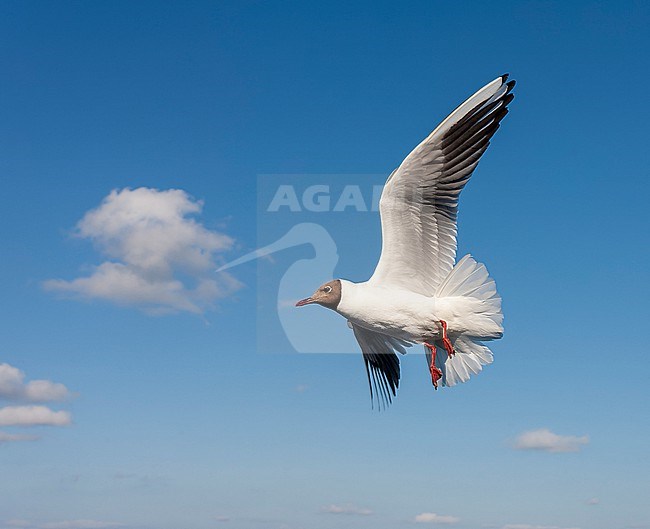 Common Black-headed Gull (Chroicocephalus ridibundus) on Dutch Wadden isle Texel. stock-image by Agami/Marc Guyt,