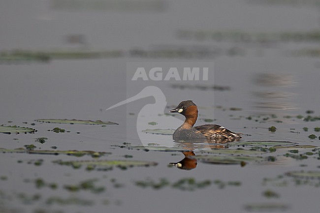 adult Little Grebe (Tachybaptus ruficollis capensis) found at Lake Alber in Uganda stock-image by Agami/Mathias Putze,