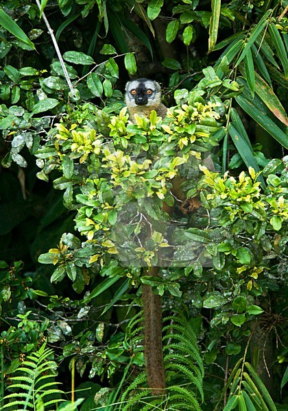 Bruine Maki, Common Brown Lemur stock-image by Agami/Roy de Haas,