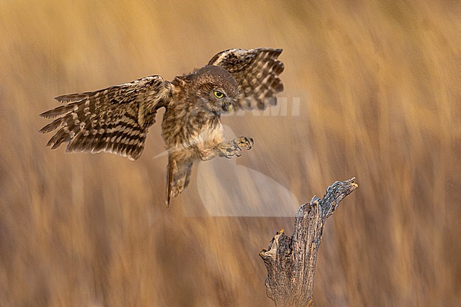 Little Owl (Athene noctua) in Italy. In flight. stock-image by Agami/Daniele Occhiato,