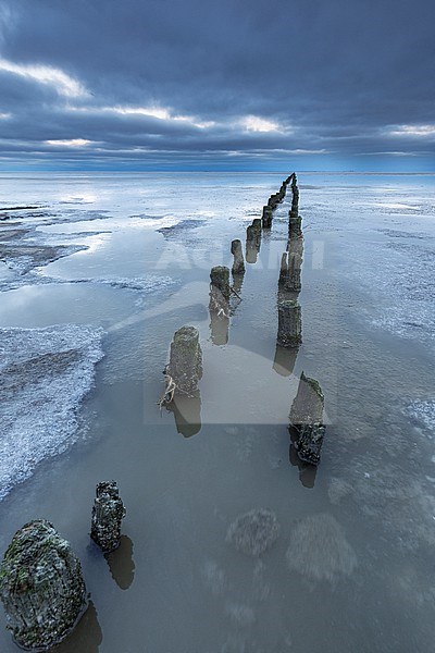 Frozen Wadden Sea stock-image by Agami/Wil Leurs,