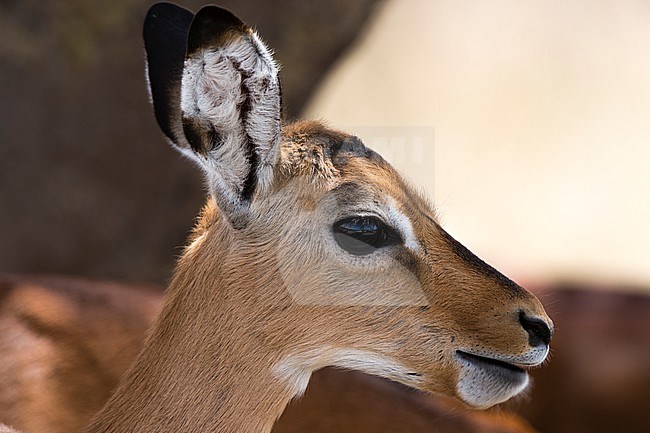 Portrait of an impala calf,  Aepyceros melampus. stock-image by Agami/Sergio Pitamitz,
