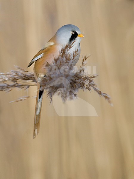 Baardman fouragerend op het riet; Bearded Tit feeding on reed stock-image by Agami/Han Bouwmeester,