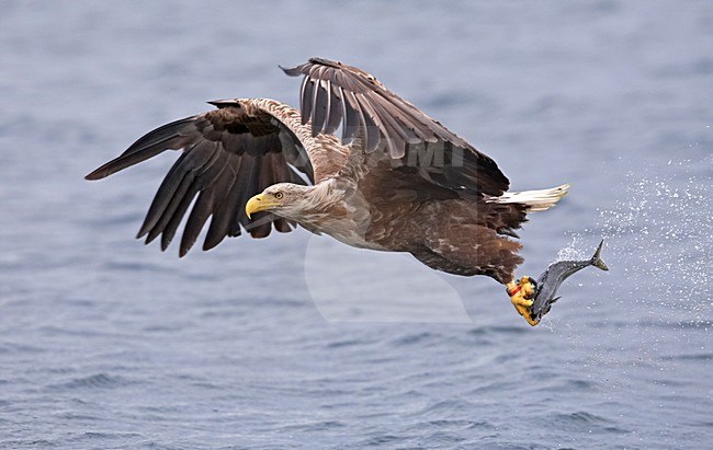 Zeearend, White-tailed Eagle, Haliaeetus albicilla stock-image by Agami/Jari Peltomäki,