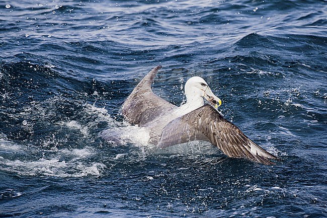 White-capped Albatross (Thalassarche steadi) taking off with food. stock-image by Agami/Marc Guyt,