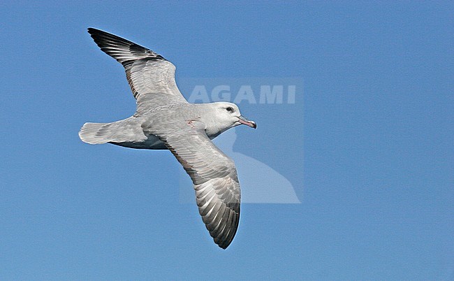 Southern Fulmar (Fulmarus glacialoide) flying over the souther Atlantic Ocean near Antarctica. stock-image by Agami/Pete Morris,