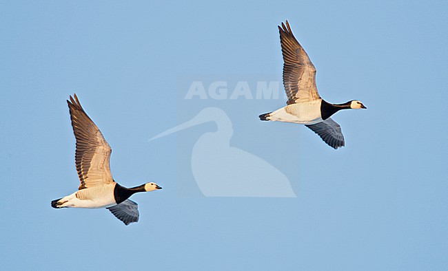 Brandgans in de vlucht; Barnacle Goose in flight stock-image by Agami/Menno van Duijn,