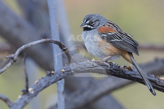 Bridled Sparrow (Peucaea mystacalis) stock-image by Agami/Dubi Shapiro,
