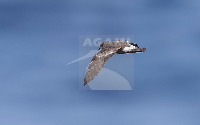 Adult in breeding moult Madeiran Stormpetrel (Hydrobates castro) flying over Bank de la Conception, off Lanzarote, Canary Islands, Spain. stock-image by Agami/Vincent Legrand,