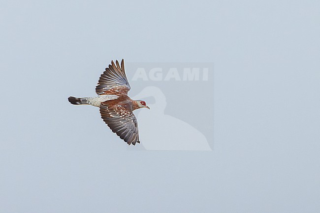 Speckled Pigeon (Columba guinea) in flight. stock-image by Agami/David Monticelli,