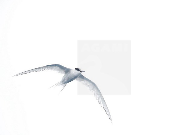 Winter plumaged species of ern (Sterna) flying along the shore near research station Buckles bay in Macquarie Island, Australia. Possibly a wintering artic tern. stock-image by Agami/Marc Guyt,