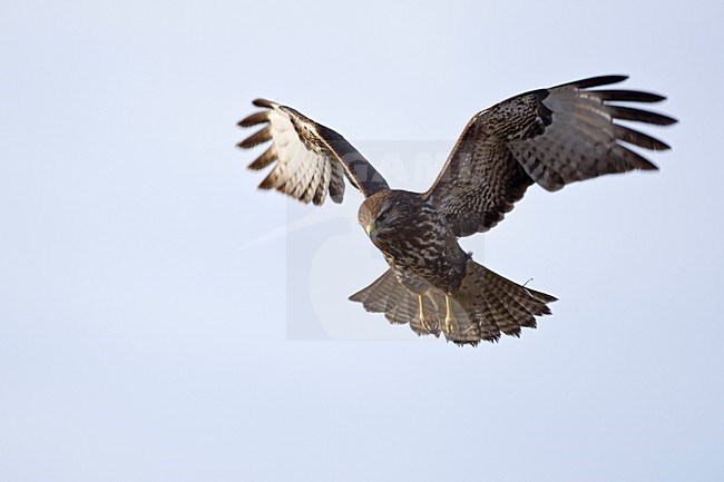 Buizerd in de vlucht; Common Buzzard in flight stock-image by Agami/Wim Wilmers,