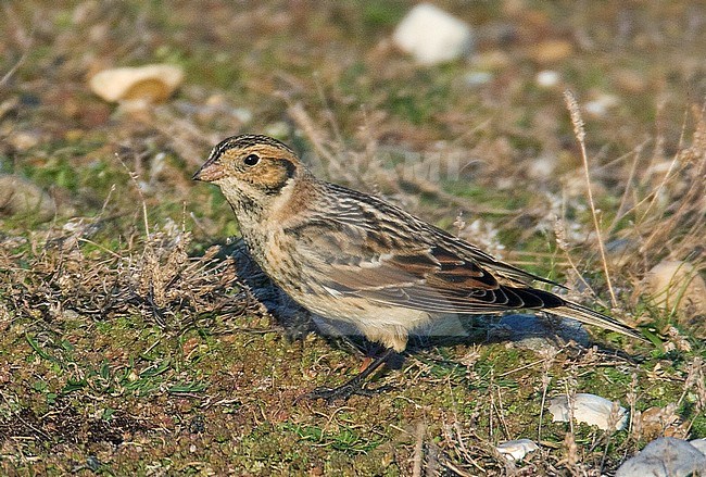 Autumn male Lapland Bunting (Calcarius lapponicus) standing on the ground at Salthouse, Norfolk, England. stock-image by Agami/Steve Gantlett,