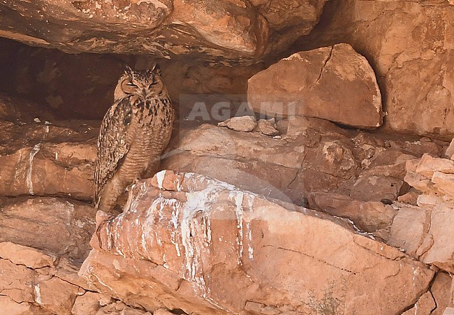 Pharaoh Eagle-Owl (Bubo ascalaphus) near Boumalne, Morocco stock-image by Agami/Eduard Sangster,