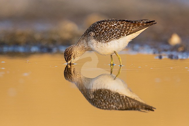 Wood Sandpiper (Tringa glareola), side view of an adult feeding in the water, Campania, Italy stock-image by Agami/Saverio Gatto,