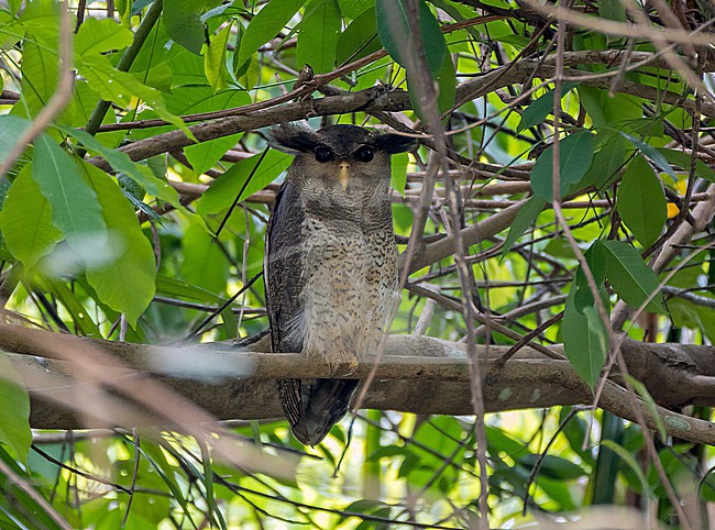 Adult Barred Eagle-Owl, Ketupa sumatrana, perched in broad daylight in Thailand. stock-image by Agami/Pete Morris,