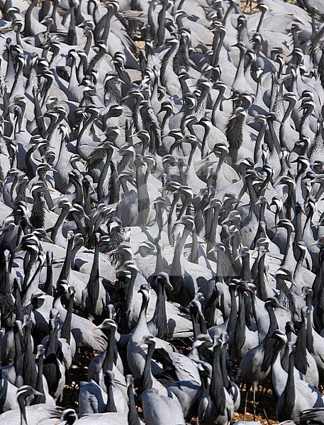 Grote groep Jufferkraanvogels; Big flock of Demoiselle Cranes (Anthropoides virgo) in India stock-image by Agami/James Eaton,