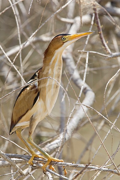 Amerikaans Woudaapje in struik Salton Sea Californie USA, Least Bittern in scrub Salton Sea California USA stock-image by Agami/Wil Leurs,