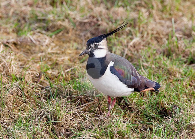 Kievit volwassen in gras, Northern Lapwing adult in gras stock-image by Agami/Roy de Haas,