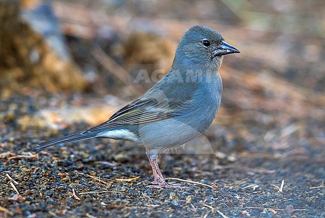 Blue Chaffinch at Merendero De Chio picnic area near Teyde, Tenerife, Canary Islands stock-image by Agami/Vincent Legrand,