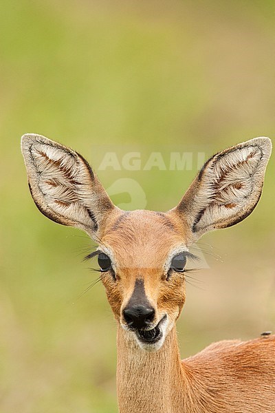 Vrouwtje Steenbokantilope, Female Steenbok stock-image by Agami/Wil Leurs,