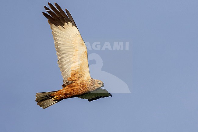 Marsh Harrier (Circus aeruginosus), adult male in flight seen from below, Campania, Italy stock-image by Agami/Saverio Gatto,