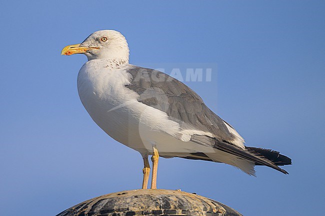 Lesser black-backed gull (Heuglin's), Larus fuscus heuglini, resting in a port. stock-image by Agami/Sylvain Reyt,