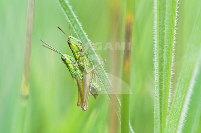 Parende Kleine Goudsprinkhanen, Mating grasshoppers stock-image by Agami/Rob de Jong,