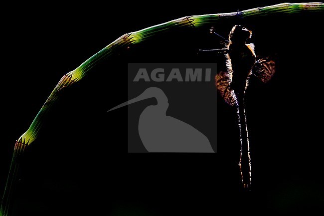 Smaragdlibel, Cordulia aenea stock-image by Agami/Wil Leurs,