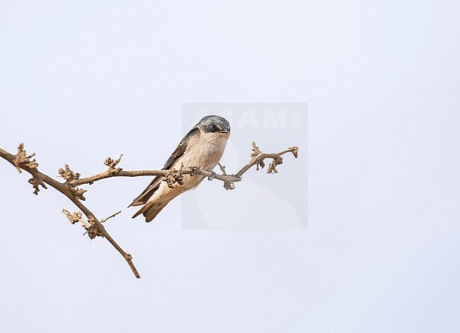 Tumbes Swallow (Tachycineta stolzmanni) in northern Peru. stock-image by Agami/Pete Morris,