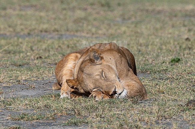 A lioness, Panthera leo, sleeping. Ndutu, Ngorongoro Conservation Area, Tanzania. stock-image by Agami/Sergio Pitamitz,