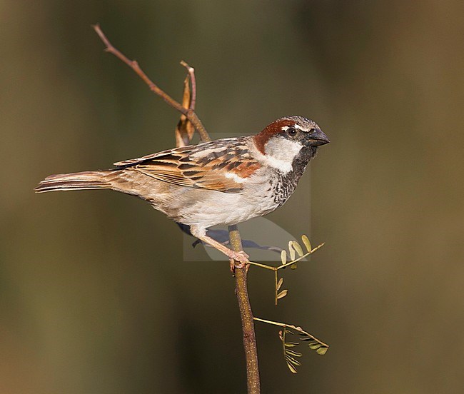 Huismus, House Sparrow, Passer domesticus ssp. tingitanus, adult, male, Morocco stock-image by Agami/Ralph Martin,
